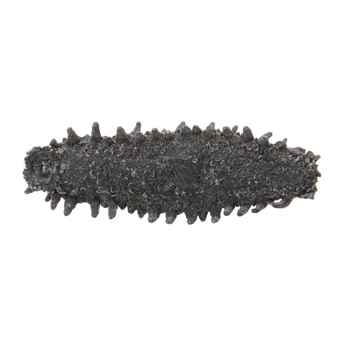 On Kee 50-60 pcs/ Catty Japan Hokkaido Prickly Sea Cucumber (Northwest) 安記 50-60支/斤 日本北海道刺參