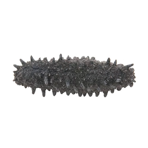 On Kee 50-60 pcs/ Catty Japan Hokkaido Prickly Sea Cucumber (Northwest) 安記 50-60支/斤 日本北海道刺參