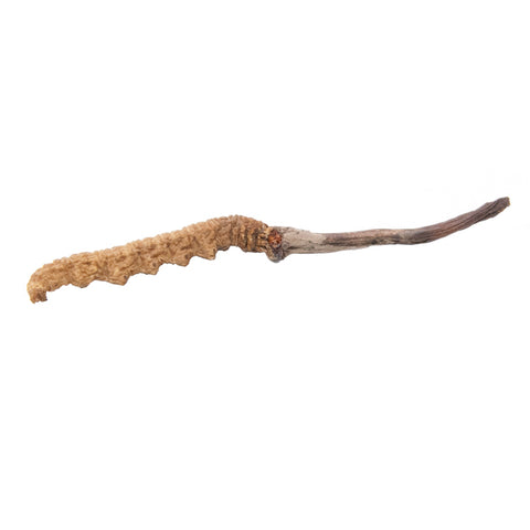 On Kee Selected Tibet Wild Cordyceps (175-200pcs) 安記 精選西藏野山冬蟲草 (175-200條/兩)