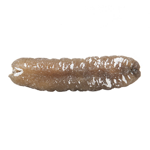 On Kee 6-10 pcs/ Catty Australia Sand Fish Sea Cucumber 安記 6-10支/斤 澳洲清水特靚禿參皇